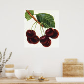  fruitgewassen, rijpe kersen van een boom poster (Keuken)