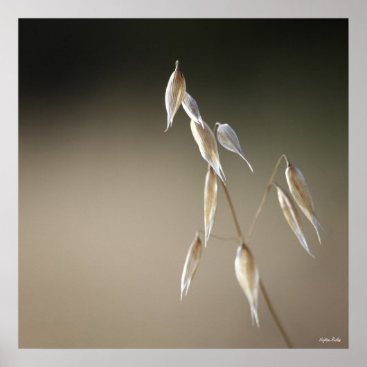 Fruiting Wilde haver print (Voorkant)