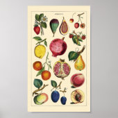 Fruits  poster (Voorkant)