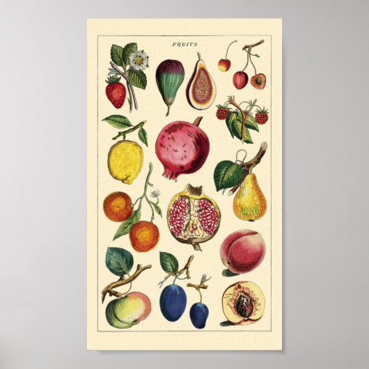 Fruits  poster (Voorkant)