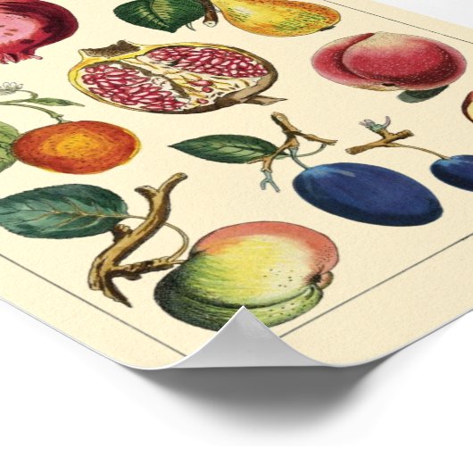 Fruits  poster (Hoek)