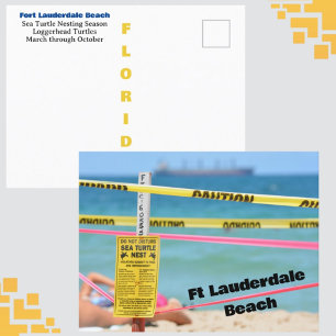 Ft Lauderdale Beach Zee Schildpad Nesten Seizoen Briefkaart