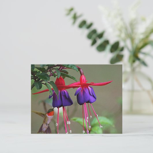 Fuchsia and Hummingbird Briefkaart (Staand voorkant)
