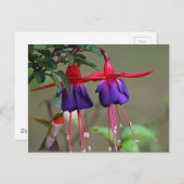 Fuchsia and Hummingbird Briefkaart (Voorkant / Achterkant)