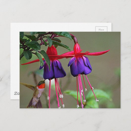 Fuchsia and Hummingbird Briefkaart (Voorkant / Achterkant)