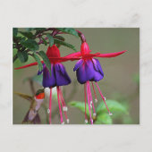 Fuchsia and Hummingbird Briefkaart (Voorkant)
