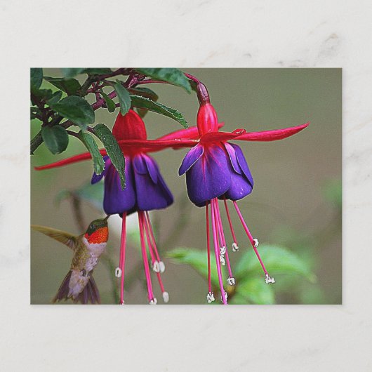 Fuchsia and Hummingbird Briefkaart (Voorkant)