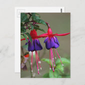 Fuchsia and Hummingbird Briefkaart (Voorkant / Achterkant)