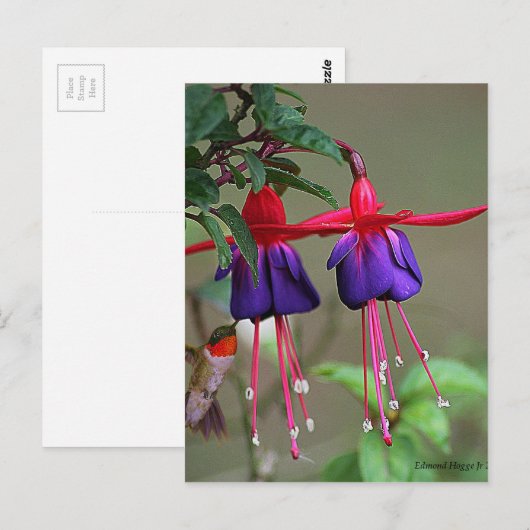 Fuchsia and Hummingbird Briefkaart (Voorkant / Achterkant)