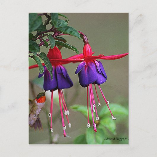 Fuchsia and Hummingbird Briefkaart (Voorkant)