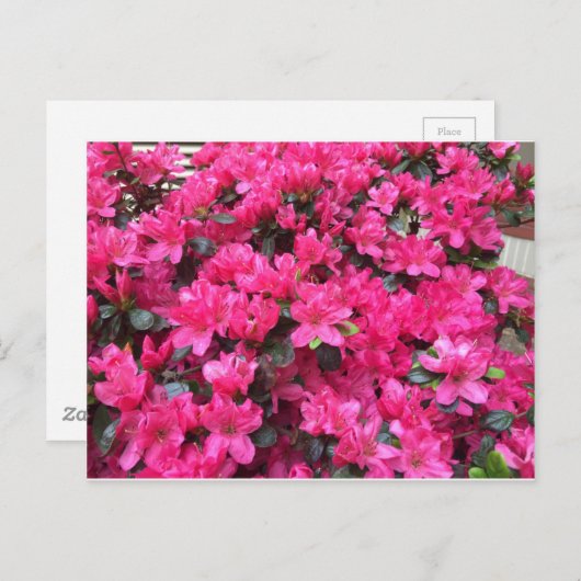 fuchsia azaleas rhododendron briefkaart (Voorkant / Achterkant)