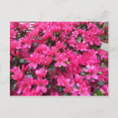 fuchsia azaleas rhododendron briefkaart (Voorkant)