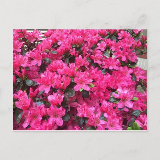 fuchsia azaleas rhododendron briefkaart (Voorkant)