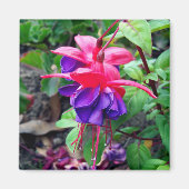 Fuchsia 'blauwe ogen' magneet (Voorkant)