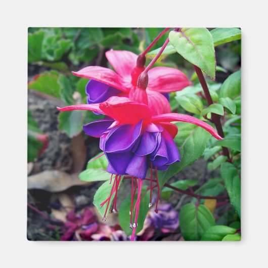 Fuchsia 'blauwe ogen' magneet (Voorkant)