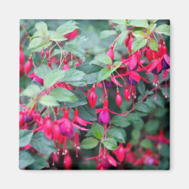 Fuchsia Bloemen in Paarse Rood Magneet