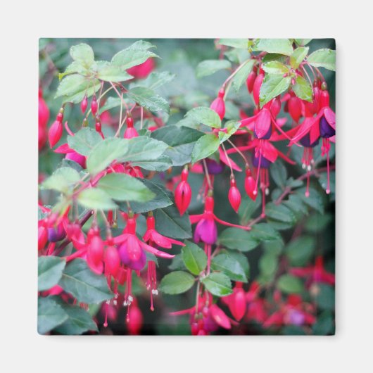 Fuchsia Bloemen in Paarse Rood Magneet (Voorkant)