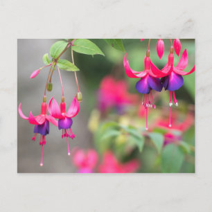 Fuchsia Blossom Briefkaart