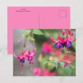 Fuchsia Blossom Briefkaart (Voorkant / Achterkant)