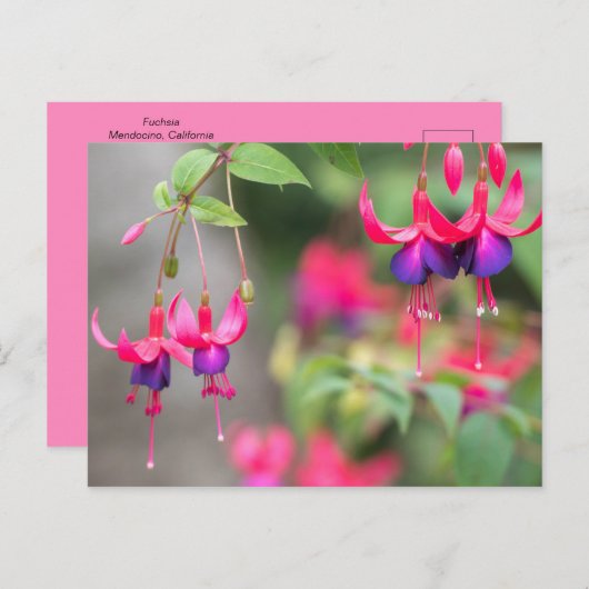 Fuchsia Blossom Briefkaart (Voorkant / Achterkant)