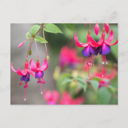Fuchsia Blossom Briefkaart (Voorkant)