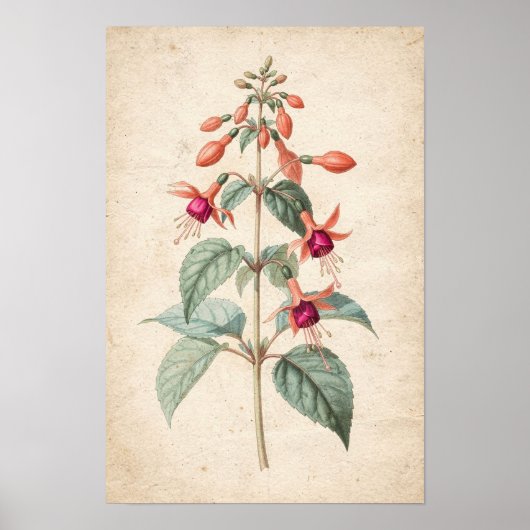 Fuchsia Botanische Print (Voorkant)
