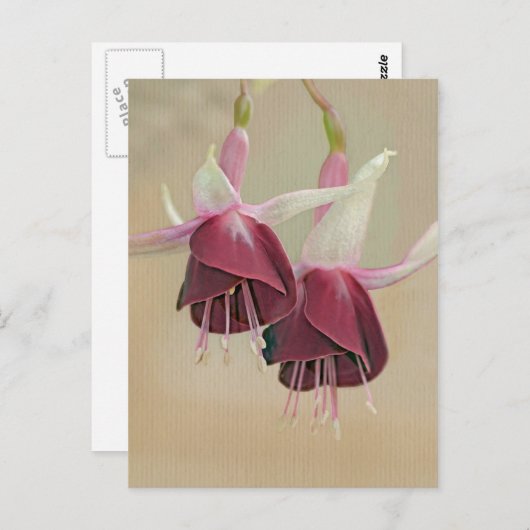 Fuchsia Briefkaart (Voorkant / Achterkant)