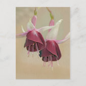 Fuchsia Briefkaart (Voorkant)