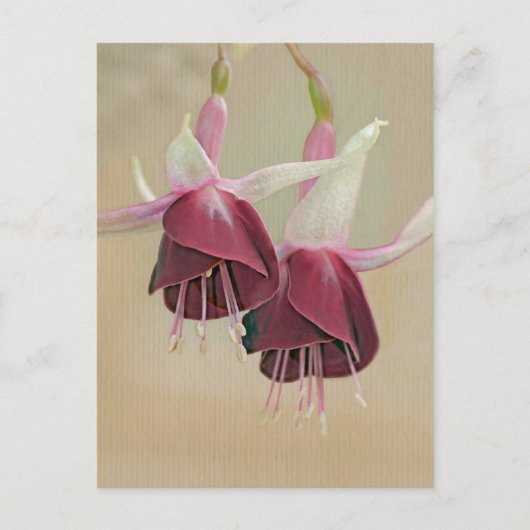 Fuchsia Briefkaart (Voorkant)