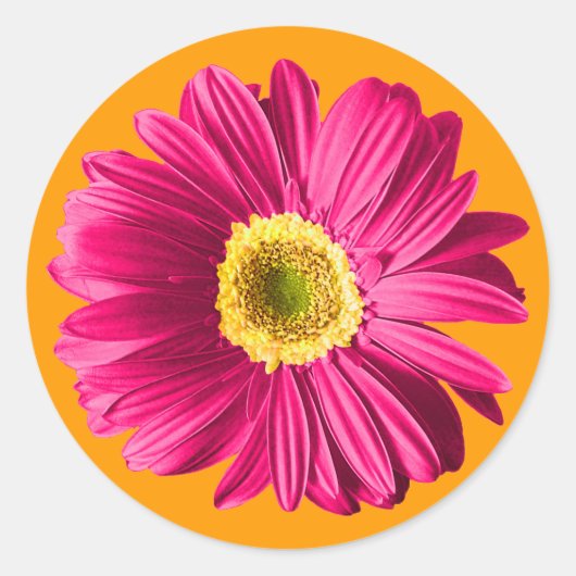 Fuchsia Daisy Flower Ronde Sticker (Voorkant)