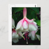 Fuchsia Devonshire Dumpling Briefkaart (Voorkant / Achterkant)