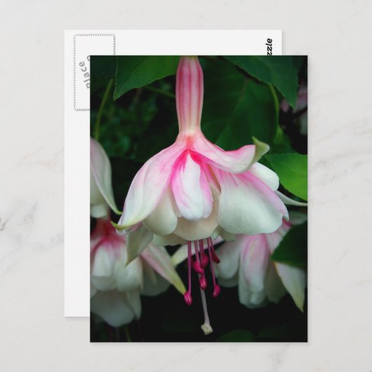 Fuchsia Devonshire Dumpling Briefkaart (Voorkant / Achterkant)