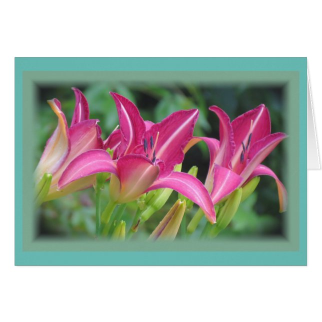 Fuchsia Dreams - Daylilies (Voorkant Horizontaal)