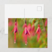Fuchsia Flower Briefkaart (Voorkant / Achterkant)