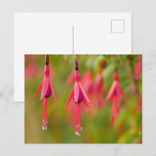 Fuchsia Flower Briefkaart (Voorkant / Achterkant)