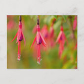 Fuchsia Flower Briefkaart (Voorkant)