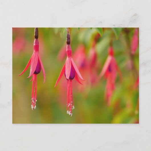 Fuchsia Flower Briefkaart (Voorkant)