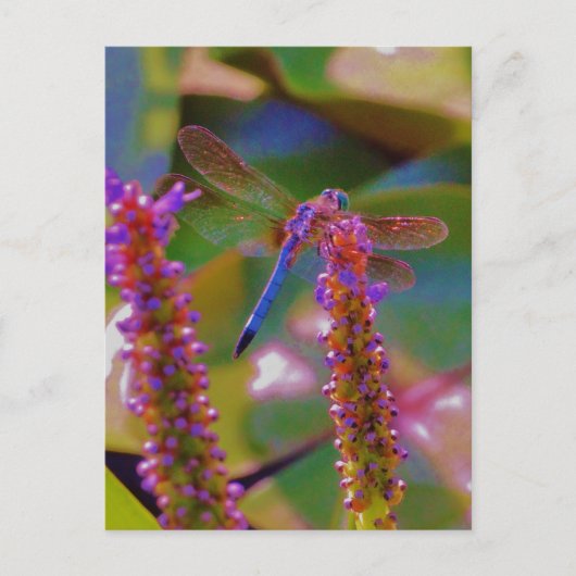 Fuchsia flower en dragon fly briefkaart (Voorkant)