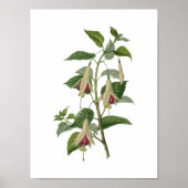 Fuchsia Flower Poster (Voorkant)