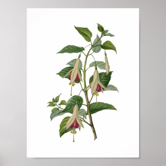 Fuchsia Flower Poster (Voorkant)