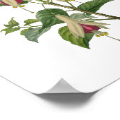 Fuchsia Flower Poster (Hoek)