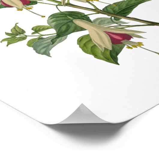 Fuchsia Flower Poster (Hoek)