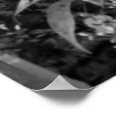 Fuchsia Flower Poster (Hoek)