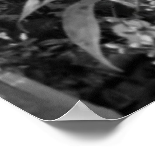 Fuchsia Flower Poster (Hoek)