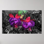 Fuchsia Flower Poster (Voorkant)