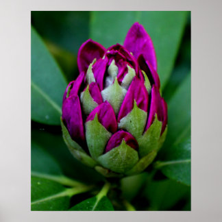 Fuchsia Flower Poster