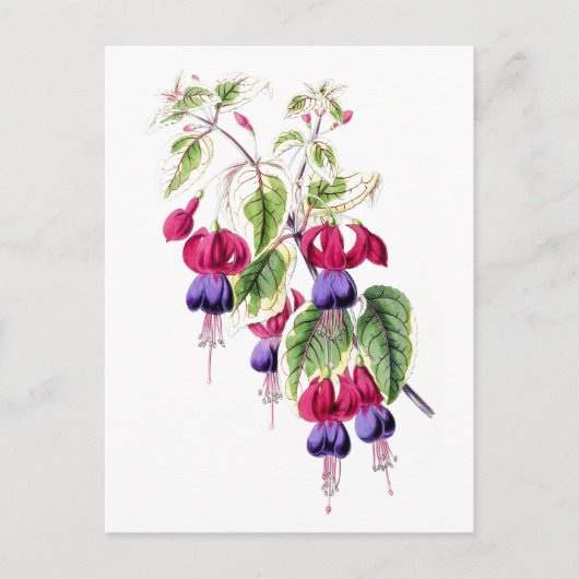 Fuchsia Flowers Vintage Botanical Postcard Briefkaart (Voorkant)