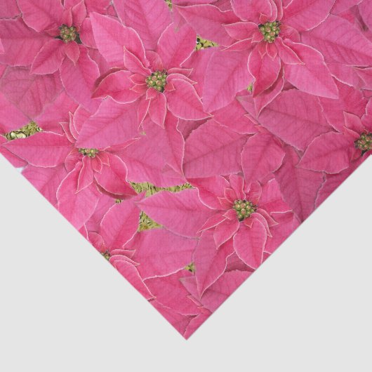 Fuchsia gekleurde poinsettias, bloemenmotief tissuepapier (Detail)