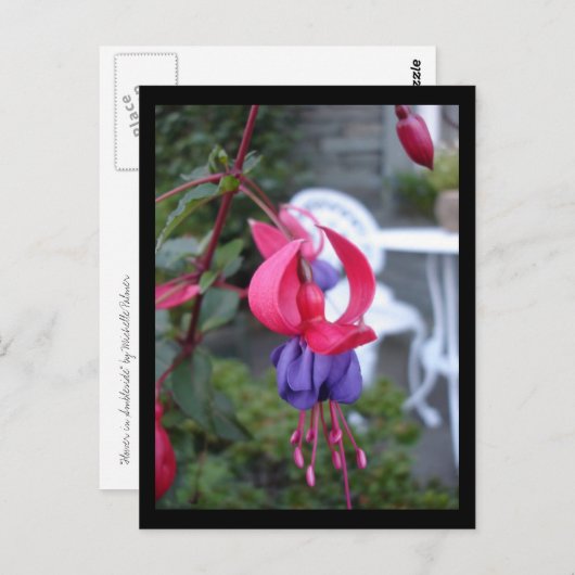 Fuchsia in Ambleside [Briefkaart] Briefkaart (Voorkant / Achterkant)