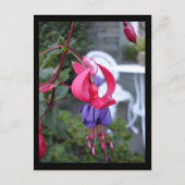 Fuchsia in Ambleside [Briefkaart] Briefkaart (Voorkant)